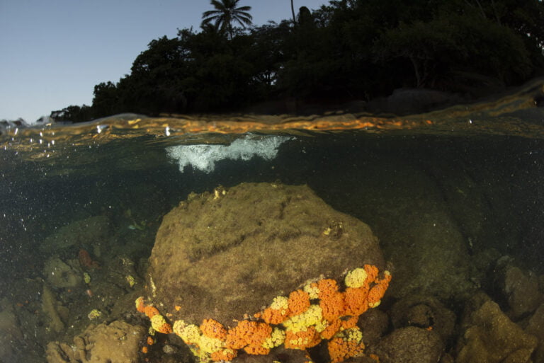 As duas espécies de Coral-sol com os pólipos abertos, no início da noite. © Luciano Candisani