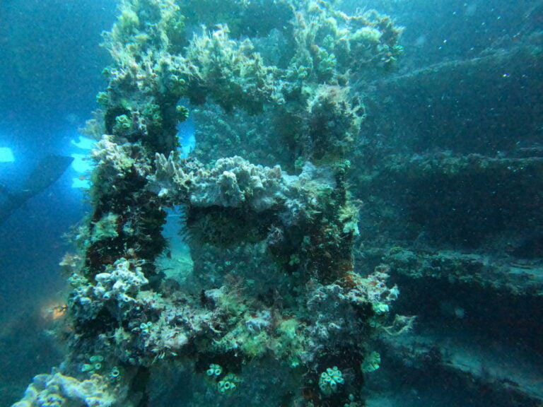 Naufrágio Eugene Thayer, no Ceará: limite norte da ocorrência de Coral-sol em águas brasileiras. @ Karine Venegas Macieira
