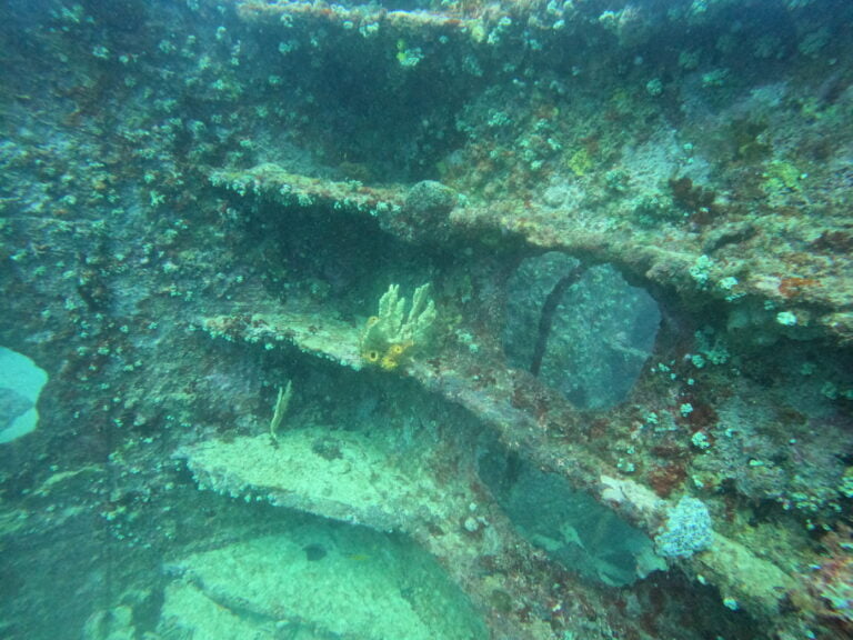 Naufrágio Eugene Thayer, no Ceará: limite norte da ocorrência de Coral-sol em águas brasileiras. @ Karine Venegas Macieira