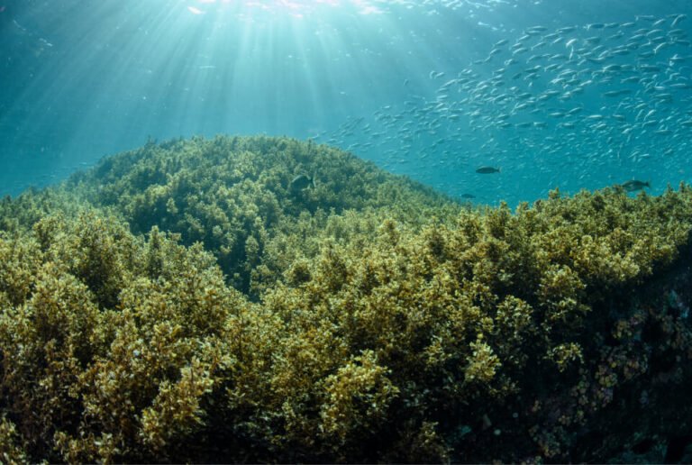 Trecho do infralitoral raso da Ilha de Búzios com densa cobertura de algas e sem a presença do Coral-sol.